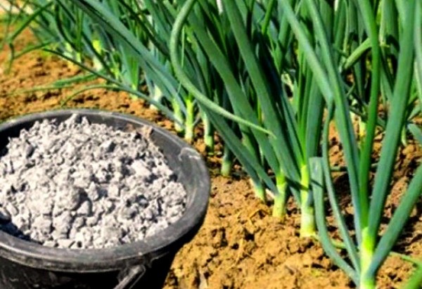 Как правильно ухаживать в апреле и мае 2023 года за озимым чесноком и луком Как правильно ухаживать в апреле и мае 2023 года за озимым чесноком и луком