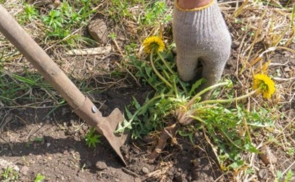 Почему одуванчики считаются вредным растением и как от них избавиться на участке Почему одуванчики считаются вредным растением и как от них избавиться на участке
