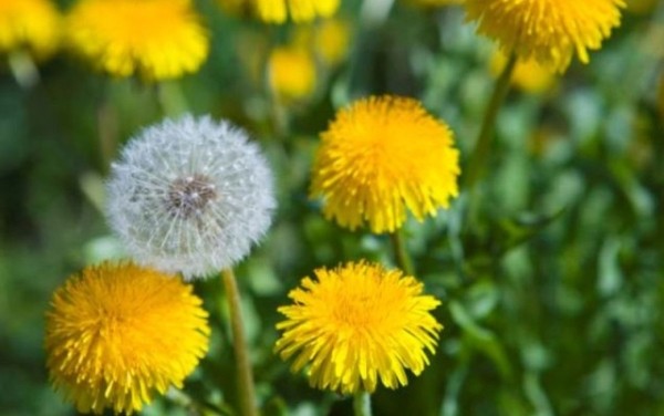 Почему одуванчики считаются вредным растением и как от них избавиться на участке Почему одуванчики считаются вредным растением и как от них избавиться на участке