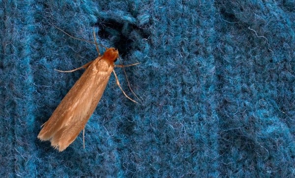 «Прощай, моль!»: как навсегда избавиться от вредителя