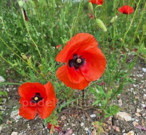 Объемная аппликация из бумаги – маки Объемная аппликация из бумаги – маки