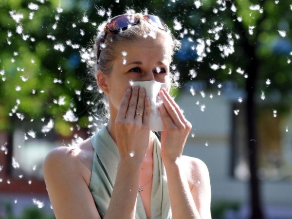 Безопасное цветение: как защитить себя и дом от тополиного пуха