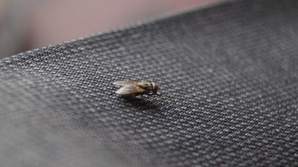 Бюджетный метод, который поможет избавиться от мух в доме или квартире Бюджетный метод, который поможет избавиться от мух в доме или квартире