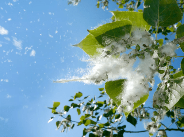 Безопасное цветение: как защитить себя и дом от тополиного пуха