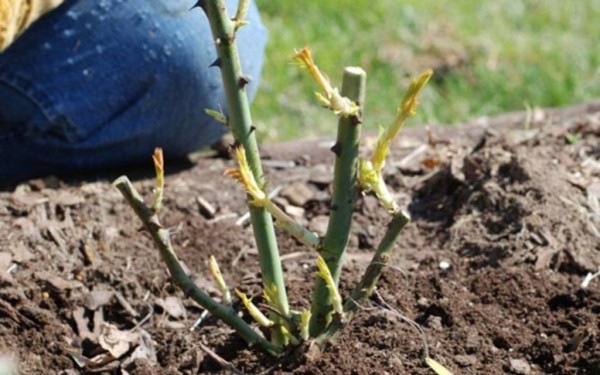 Короли садов: как высадить розы, чтобы они зацвели в первый год Короли садов: как высадить розы, чтобы они зацвели в первый год