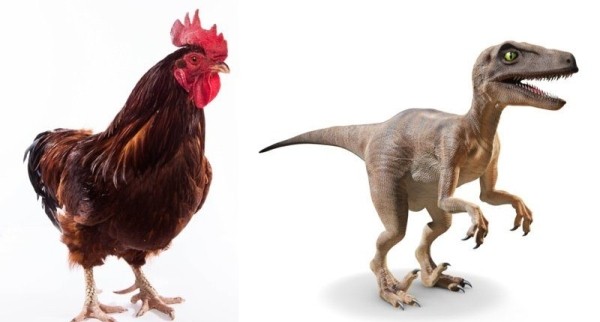 Британские ученые нашли ответ на вопрос, что было раньше — курица или яйцо