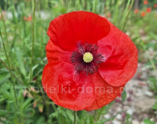 Объемная аппликация из бумаги – маки Объемная аппликация из бумаги – маки