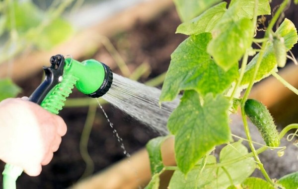 По каким причинам желтеют и опадают завязи огурцов, как с этим бороться По каким причинам желтеют и опадают завязи огурцов, как с этим бороться