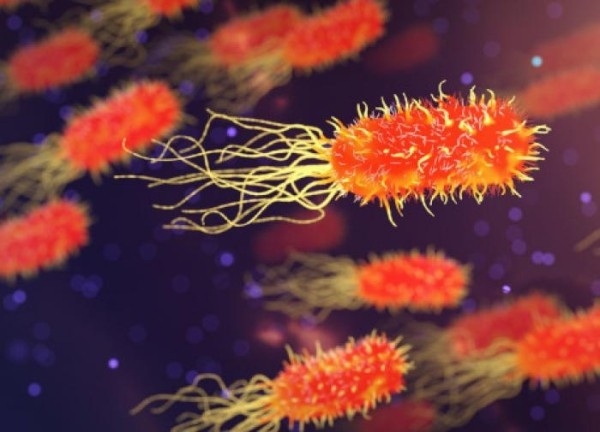 Есть ли опасность заразиться «пожирающей мозг» амебой в российских водоемах Есть ли опасность заразиться «пожирающей мозг» амебой в российских водоемах