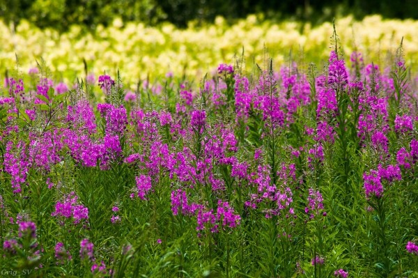 В какое время лучше всего собирать иван-чай, как правильно это делать