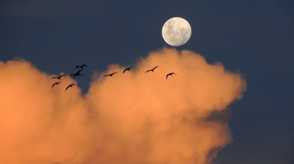 Главные особенности и точные даты звездопадов, суперлуния и Голубой Луны в августе 2023 года Главные особенности и точные даты звездопадов, суперлуния и Голубой Луны в августе 2023 года