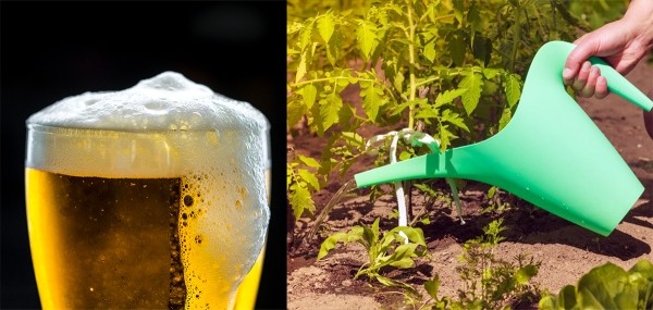 Чем полезно для растений дешевое пиво, и как правильно осуществлять подкормку Чем полезно для растений дешевое пиво, и как правильно осуществлять подкормку