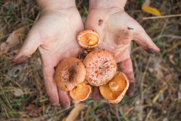 Чем просто и быстро отмыть руки от маслят Чем просто и быстро отмыть руки от маслят