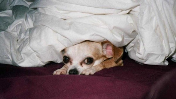 Признаки того, что ваша собака или кошка видит призраков