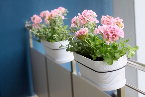 4 причины посадить дома герань, несмотря на резкий запах