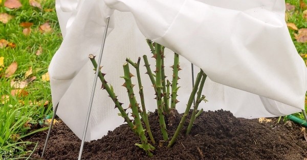 Правила зимовки для роз: как и какие сорта нужно укрывать перед холодами Правила зимовки для роз: как и какие сорта нужно укрывать перед холодами