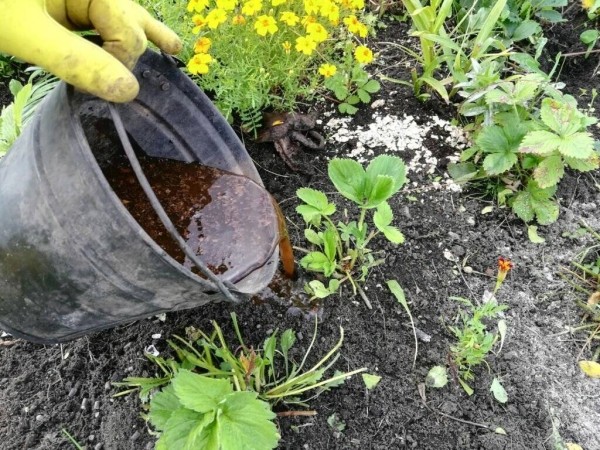 Оптимальные варианты подкормки клубники осенью, чтобы в следующем году урожай радовал