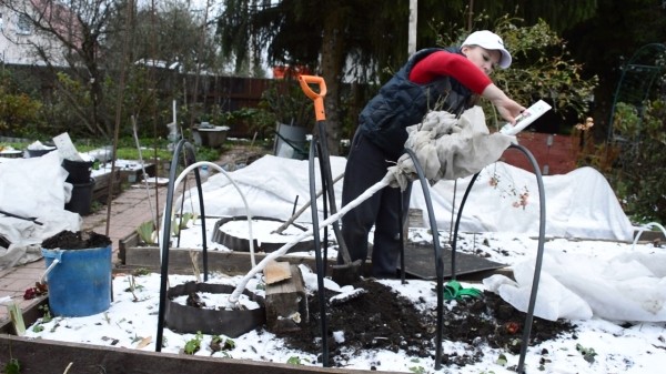Правила зимовки для роз: как и какие сорта нужно укрывать перед холодами Правила зимовки для роз: как и какие сорта нужно укрывать перед холодами