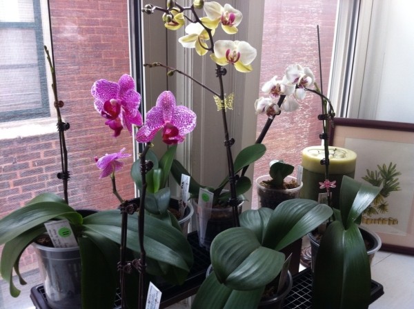 По какой причине орхидеи вянут зимой, 5 ошибок в уходе