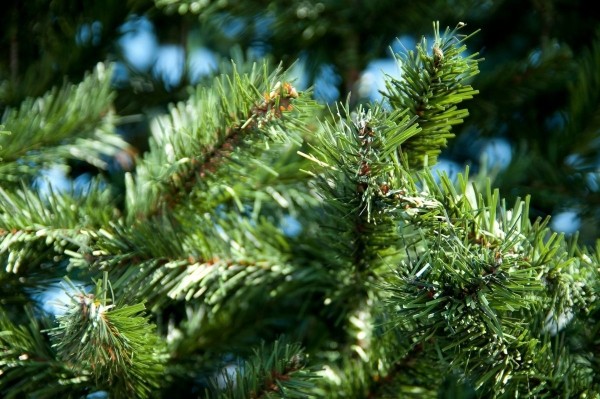 На что обратить внимание при выборе искусственной елки На что обратить внимание при выборе искусственной елки