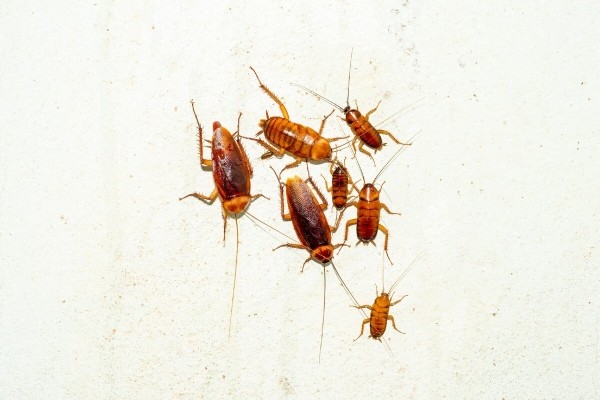 Какие средства и методы помогут навсегда избавиться от тараканов Какие средства и методы помогут навсегда избавиться от тараканов
