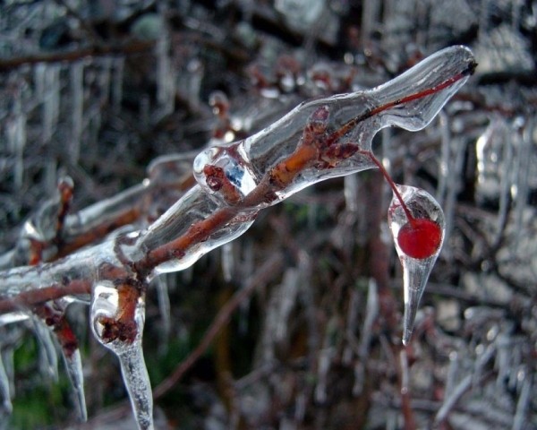 Что делать, если ледяной дождь повредил деревья, как ликвидировать последствия
