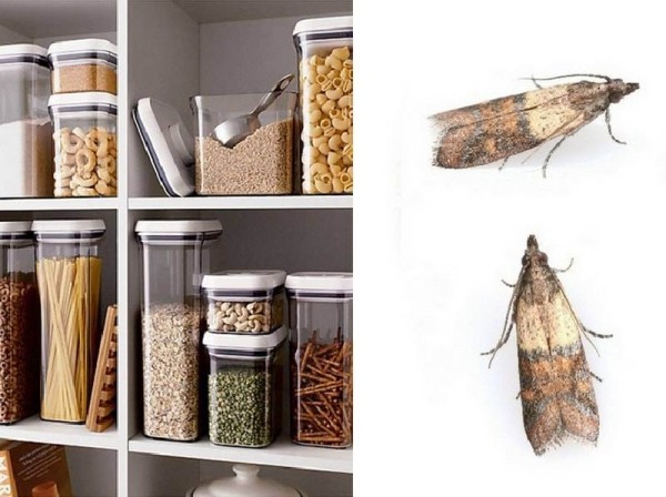 Избавляемся от вредителей на кухне: как отпугнуть пищевую моль от сыпучих продуктов