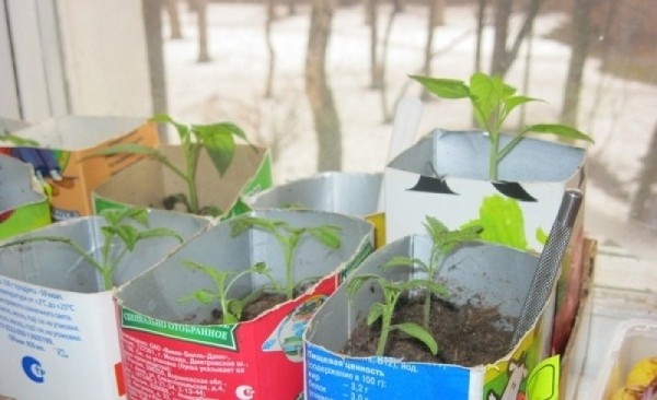 Как огородники используют упаковки тетрапак от кефира, соков и других жидких продуктов