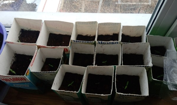 Как огородники используют упаковки тетрапак от кефира, соков и других жидких продуктов