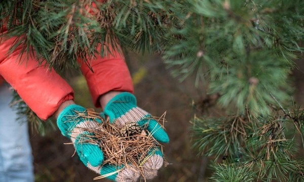 Пригодится дачникам: что сделать с елкой после Нового года 2024