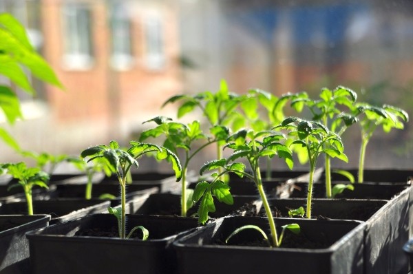 Благоприятные дни для высаживания помидоров на рассаду в марте и апреле 2024 года по лунному календарю Благоприятные дни для высаживания помидоров на рассаду в марте и апреле 2024 года по лунному календарю