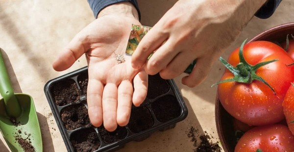 Благоприятные дни для высаживания помидоров на рассаду в марте и апреле 2024 года по лунному календарю Благоприятные дни для высаживания помидоров на рассаду в марте и апреле 2024 года по лунному календарю