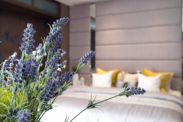 Какие комнатные растения способны улучшить ваш сон Какие комнатные растения способны улучшить ваш сон