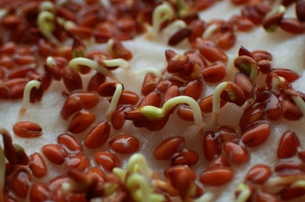 В чем заключается метод проверки семян на всхожесть: лайфхак с влажными салфетками В чем заключается метод проверки семян на всхожесть: лайфхак с влажными салфетками