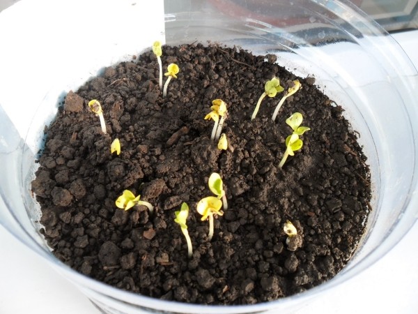 В чем заключается метод проверки семян на всхожесть: лайфхак с влажными салфетками В чем заключается метод проверки семян на всхожесть: лайфхак с влажными салфетками