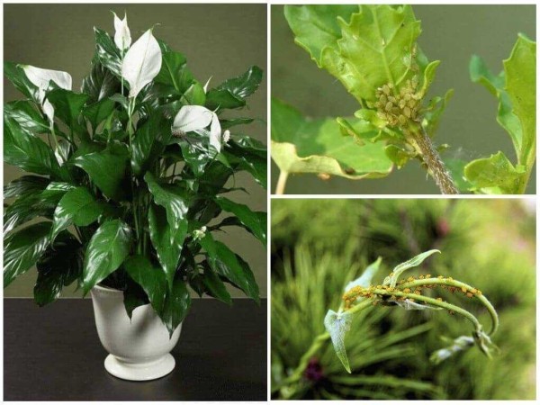 Эксперты по садоводству рассказали, как избавиться от тли на комнатных растениях Эксперты по садоводству рассказали, как избавиться от тли на комнатных растениях