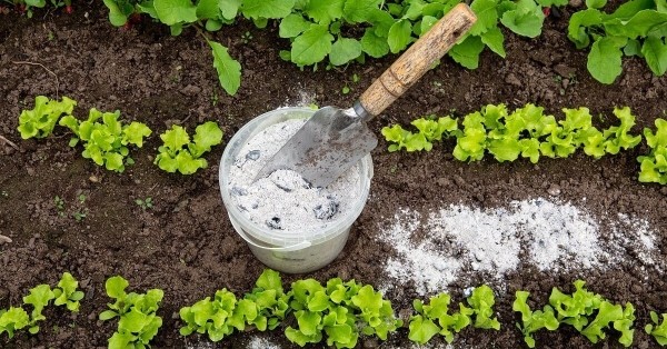 Чем может быть опасен пепел как удобрение, когда его можно использовать Чем может быть опасен пепел как удобрение, когда его можно использовать