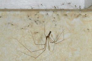 Что об убийстве пауков говорят в православии и исламе, народные приметы Что об убийстве пауков говорят в православии и исламе, народные приметы