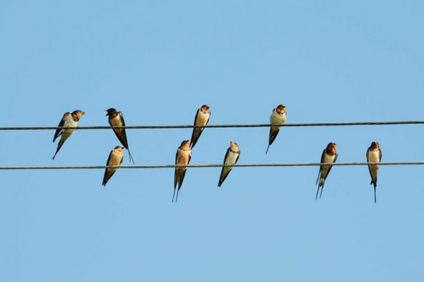 Почему птиц на проводах не бьет током: разбираемся в сути феномена Почему птиц на проводах не бьет током: разбираемся в сути феномена