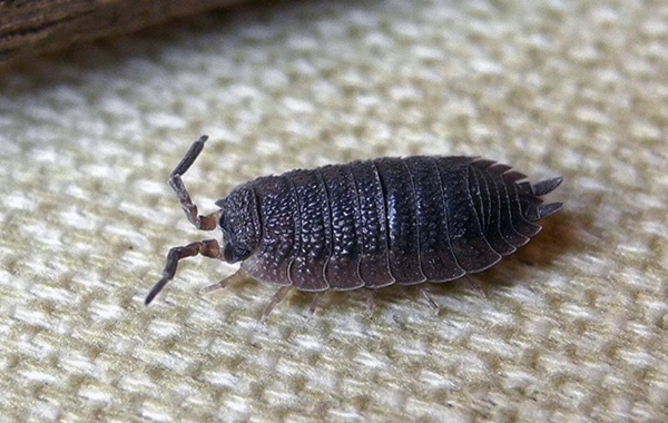 12 способов избавиться от мокриц в доме и квартире 12 способов избавиться от мокриц в доме и квартире