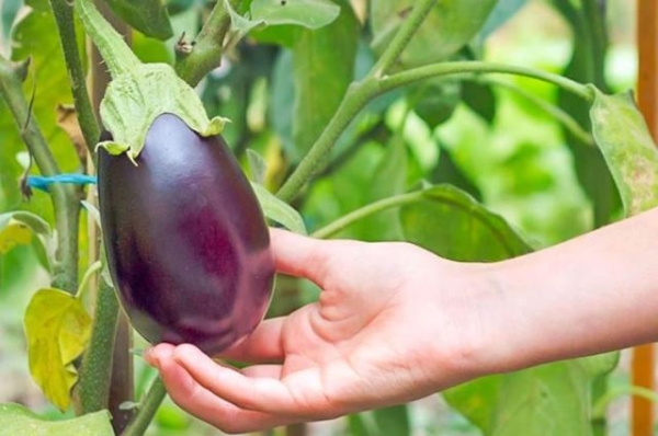 Открытый грунт или теплица: где предпочитают выращивать баклажаны опытные огородники Открытый грунт или теплица: где предпочитают выращивать баклажаны опытные огородники