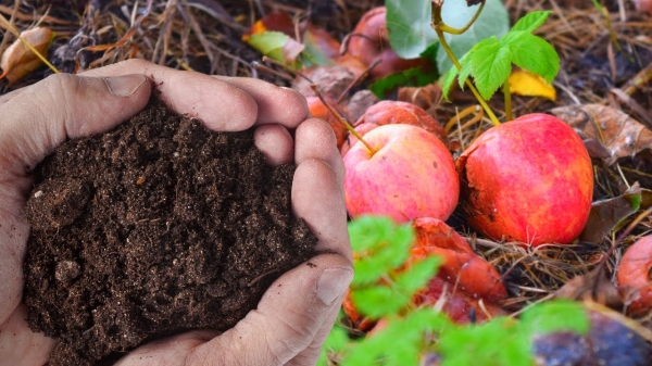 Безотходное производство: куда девать опавшие яблоки Безотходное производство: куда девать опавшие яблоки