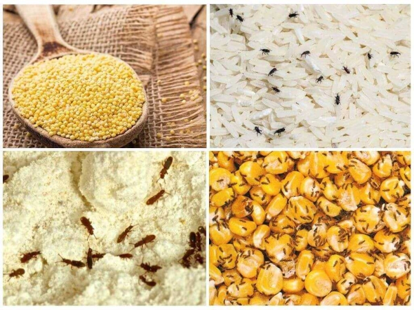 Что делать, если в муке и крупе появились жучки и черви Что делать, если в муке и крупе появились жучки и черви