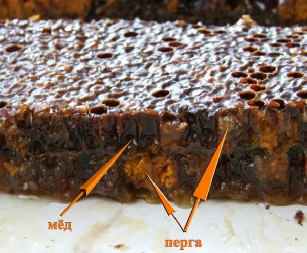 Зачем пчелы делают мед, если они его не едят — миф развенчали пчеловоды