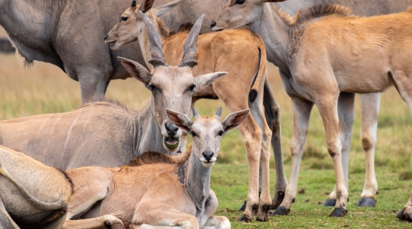Ученые поняли, как стадо животных реагируют на опасность. Все — благодаря микророботам