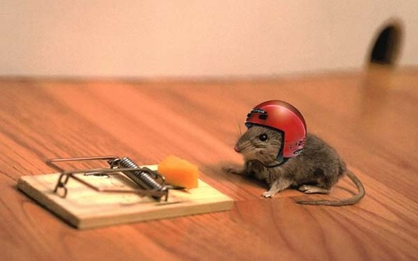 Чем опасны мыши и как их прогнать с дачи: проверенные методы борьбы с вредителями