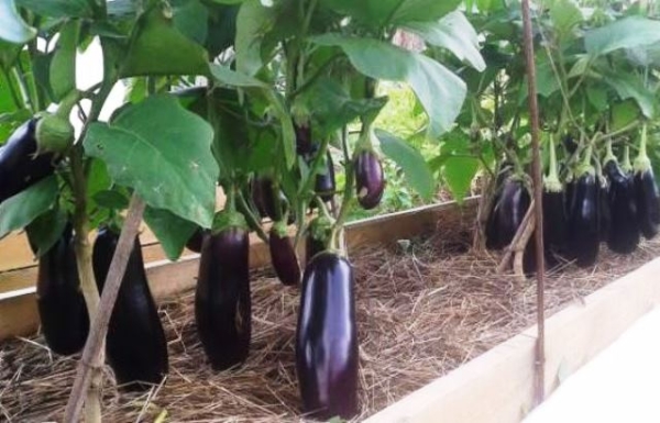 Открытый грунт или теплица: где предпочитают выращивать баклажаны опытные огородники Открытый грунт или теплица: где предпочитают выращивать баклажаны опытные огородники