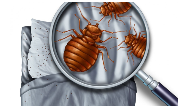 По каким признакам можно понять, что у вас завелись клопы в постели или другие вредители