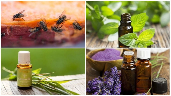 Советы агронома, которые помогут избавиться от мух на дачном участке Советы агронома, которые помогут избавиться от мух на дачном участке