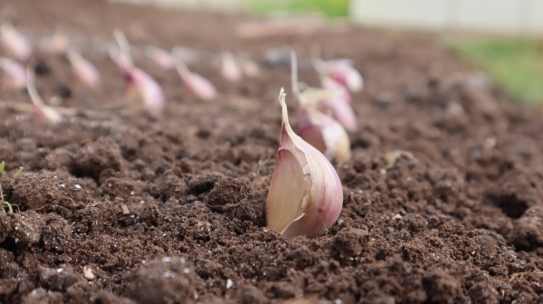 Почему озимый чеснок пророс до холодов, что делать в этом случае Почему озимый чеснок пророс до холодов, что делать в этом случае